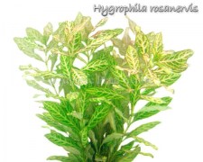 Hygrophila rosanervis